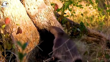 30 Moments Of Honey Badger Fighting With An Injured Python, What Happened Next   Animal Fight