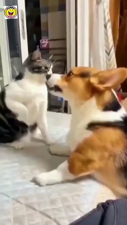 Find 'funny video cat and dog'