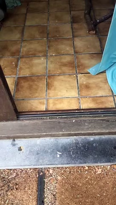 Crumble the Pigeon construit un nid sur un canapé