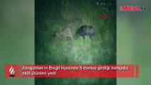 Zonguldak'ta aç kalan anne domuz ve yavruları şehre indi