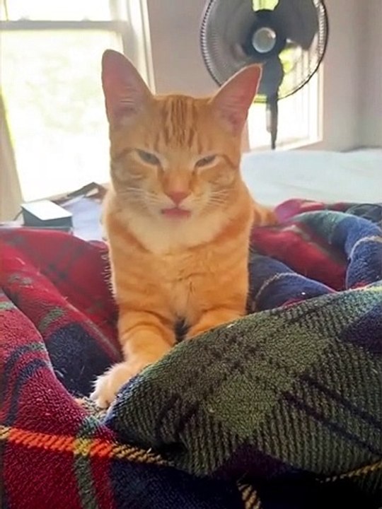 Le chat orange tire la langue
