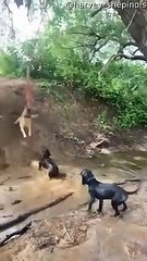Le malinois belge devient fou de corde