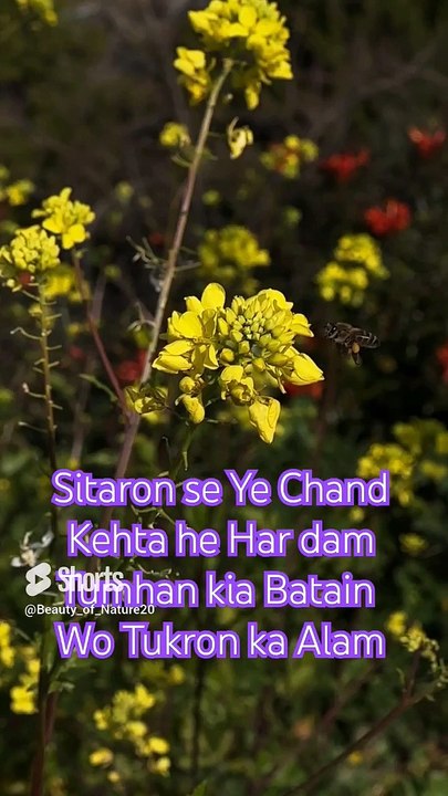 #Beautiful Naat#Beautiful Nature#Beautiful World#Shorts#Shorts with lyrics# YouTube#