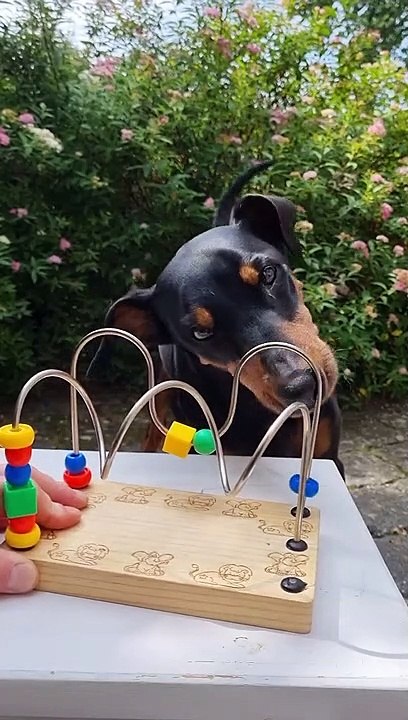 Pinscher démontre sa motricité fine en jouant avec un jouet pour enfants