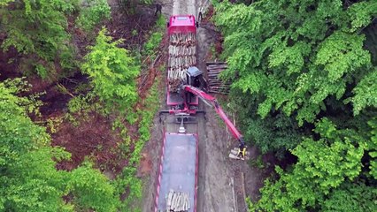 ناشطون بيئيون يكافحون إزالة الأشجار في جبال الكاربات في بولندا