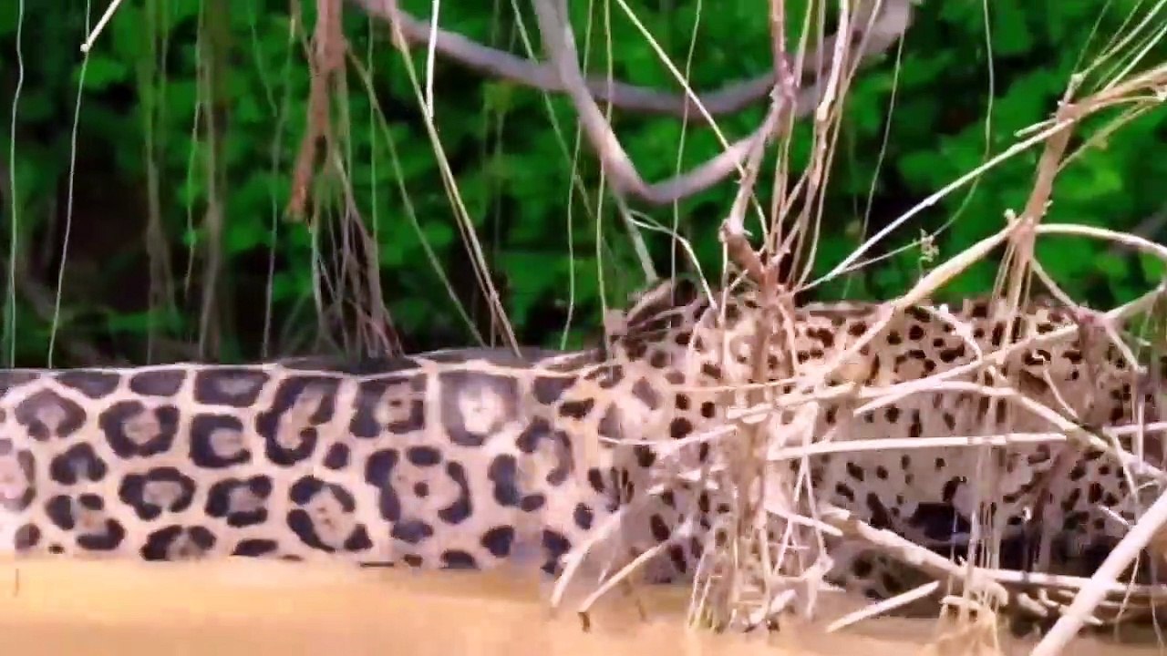 Incrível Onça pintada captura enorme sucuri amarela dentro do rio veja