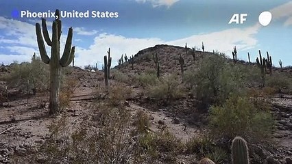 Heat-stricken saguaro cacti in Phoenix, Arizona