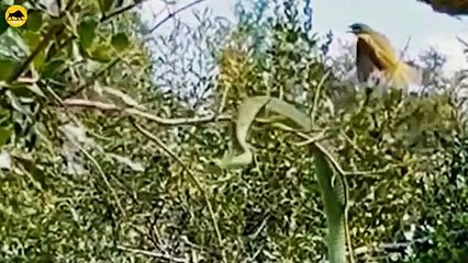 35 Thrilling Bird Hunts Witness Nature's Ferocity   Animal Fight