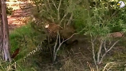 45 Moments Big Cat Brutal Fight To Last Breath Defending Their Territory