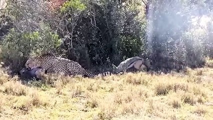 Amazing ! Warthog Fights the Fierce Cheetah To Fight For Life In The Wild  Battle for Survival