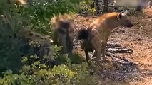 Amazing! Aggressive Hyenas Get Too Bitter Ending When They Steal Prey From Leopards   Animals World