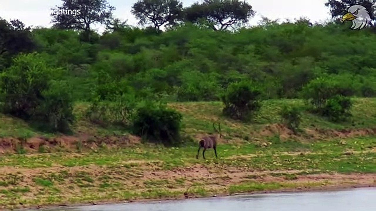 Antelope Fights to The Death For Her Life   5 Times Injured Animal Fights For Life...