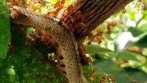 Ants Hunting Their Prey Destroy The Body Of Predators   20 Brutal Moments of Ants Hunting Their Prey