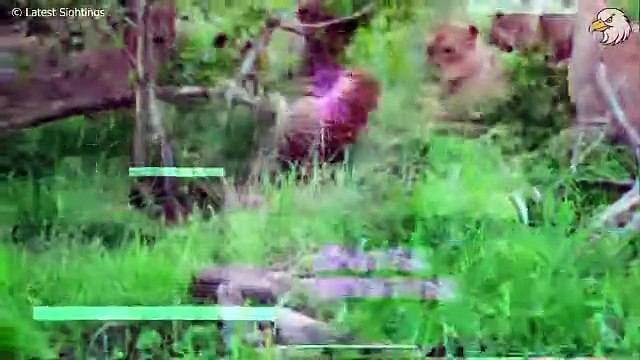 Awful! Old Leopard Is Seriously Injured And What Bad Thing Happened To The Poor Leopard