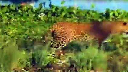 Dramatic Clash! Warthog Fights Ferocious Leopard To Survive Leopard Terrifying Hunt  Survival Battle