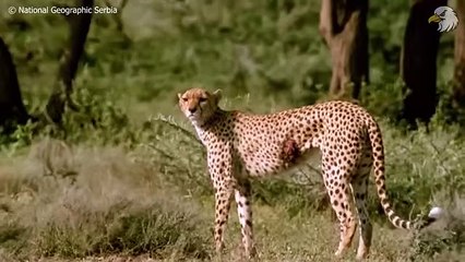 Injured Cheetah When Choosing Wrong Opponent, Can It Survive  Wild Animals
