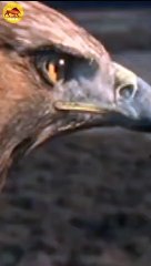 Eagle Hunting Rabbit #shorts