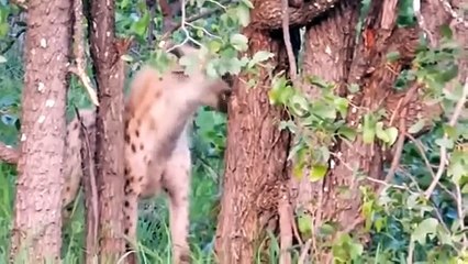 Hyena Massacre! Angry Hyenas Teamed Up To Destroy The Leopard Family To Avenge Their Cubs