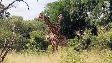 Injured Giraffe When Choosing Wrong Opponent, Can It Survive  Harsh Life Of Wild Animals