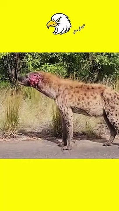 Injured Hyena