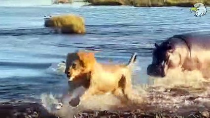 Injured Hippo Tries To Fight Hyenas And What Happened Next    Wild Animals