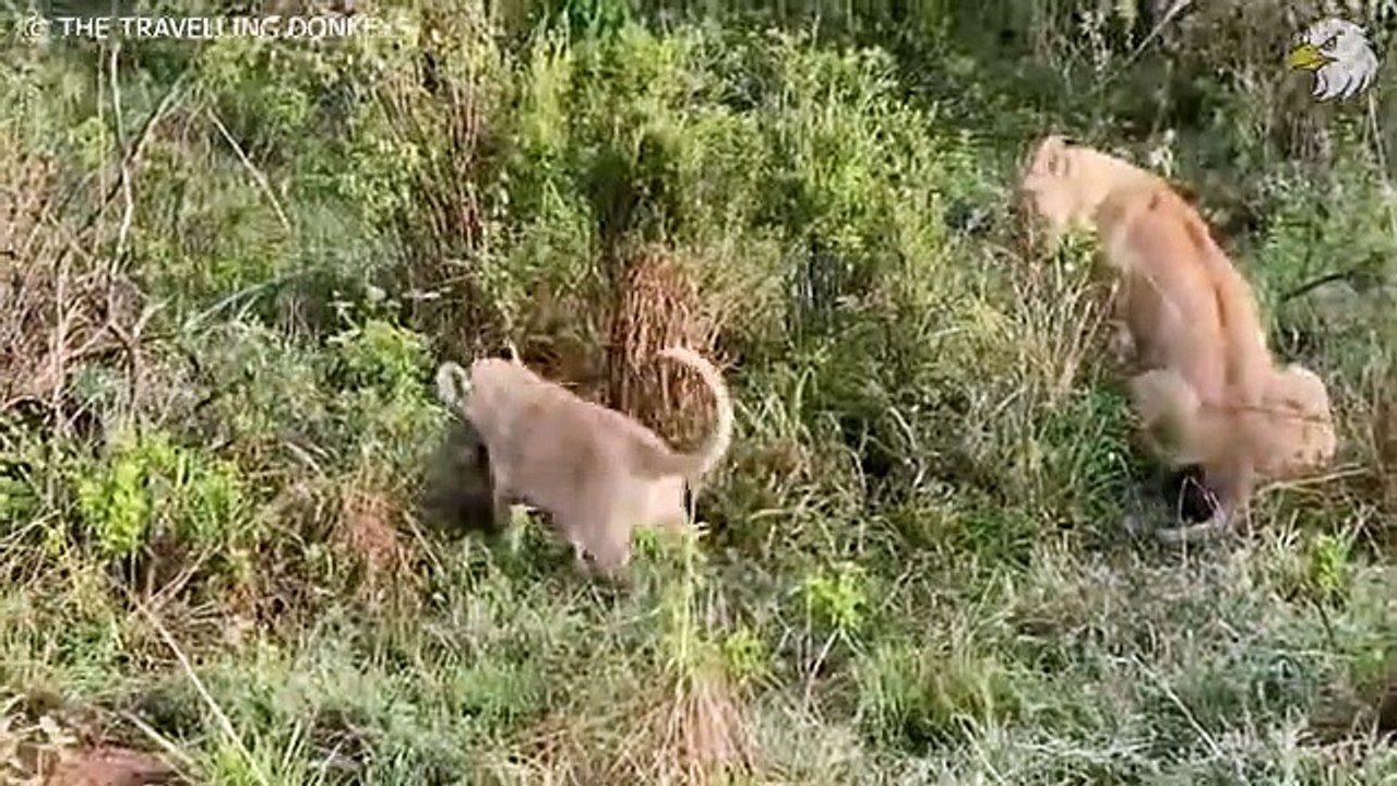 Injured Lion Cub Lost Mother And Can't Make Food, What Happen Next, Can It Survive Wild Animals