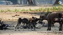 Injured Wild Dog When Hunting Continuously Live In Pain, Can It Survive Wild Animals