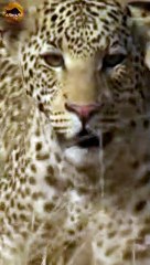 Leopard H U N T #shorts