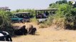 Moments Stupid Lion Received Tragic End For Daring To Destroy Wasp Nest.