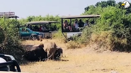 Moments Stupid Lion Received Tragic End For Daring To Destroy Wasp Nest.