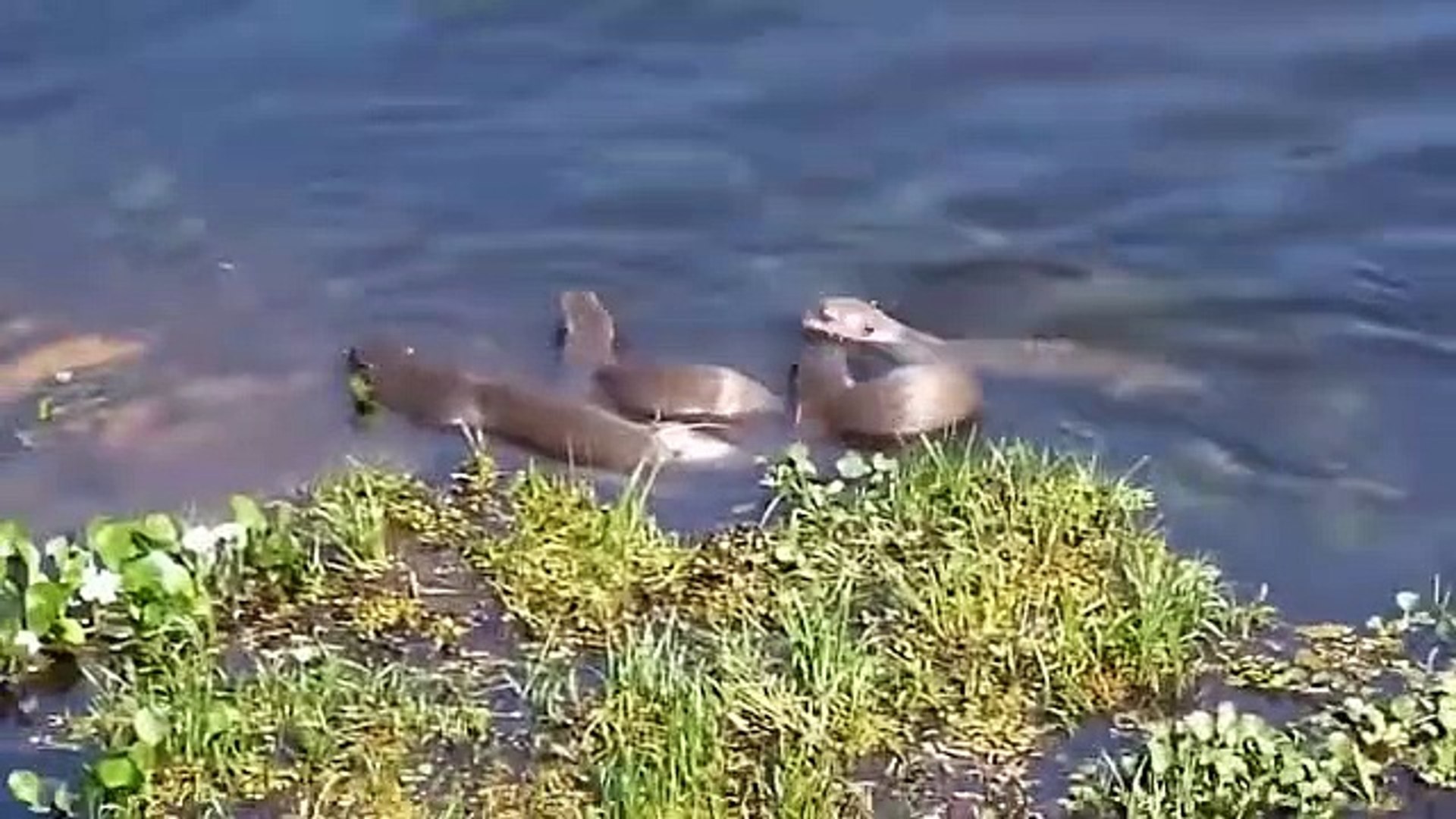 ⁣Otter Revenge  Jaguar Loses Miserably When Being Tortured By The Otters For Dare To Attack Teammates
