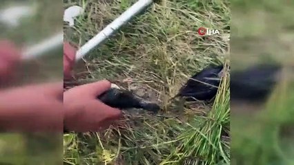 Olta İğnesi Yutan Yaban Kuşu Kurtarıldı
