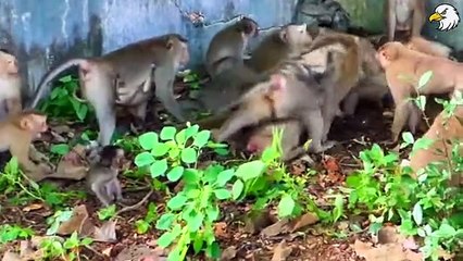 Poor! 30 Moments Monkey Lost Both Legs And What Happened To It, Can It Survive