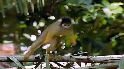 Rare Scene! Giant Eagle Was Brutally Attacked By Monkeys To Save Baby   Aagle's Spectacular Attacks