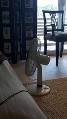Un berger australien se rafraîchit à côté d'un ventilateur
