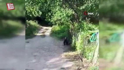Bolu’da ayı ile köylülerin komik diyaloğu