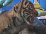 Better - Sumatran Tiger Cubs Get Health Checks
