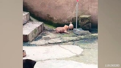 Funny cat videos | cute cats | Try not to laugh | Cat videos Compilation 2023