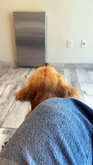 Golden Retriever rencontre son ennemi chez le vétérinaire