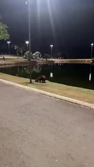 Capybara fait tomber le coureur