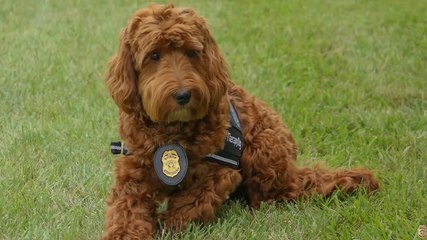 Adorable labradoodle puppy sworn in as police department’s therapy dog