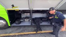 Cão-polícia encontra um milhão de euros dentro de autocarro em Itália