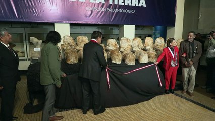 Ancestro 'peruano' de la ballena azul podría ser el animal más pesado de la historia