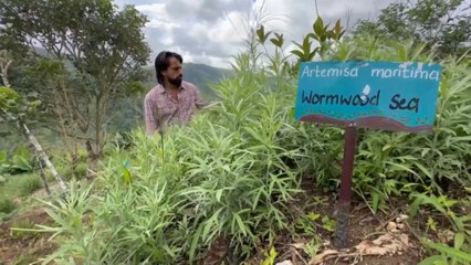 mqn-Dalö Tsána enseña sobre medicina natural y agricultura orgánica-020823