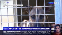 Avec l'inflation, les abandons d'animaux explosent et le nombre d'adoptions chute