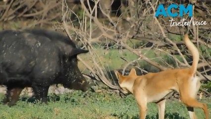 Hakuna Matata: Aussie real-life Lion King episode captured on camera