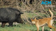 Hakuna Matata: Aussie real-life Lion King episode captured on camera