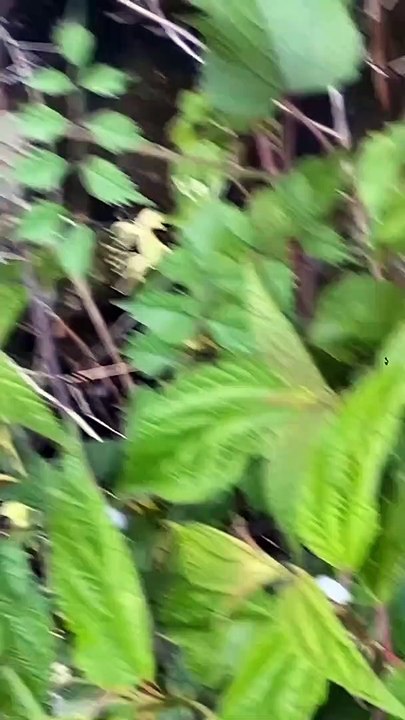 Frog Beep