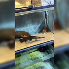 Electric EEL Attack