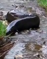 Electric eel attack#eel